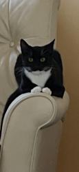 Lost Male Cat last seen Cardinal ln, Wilmington, NC 28403