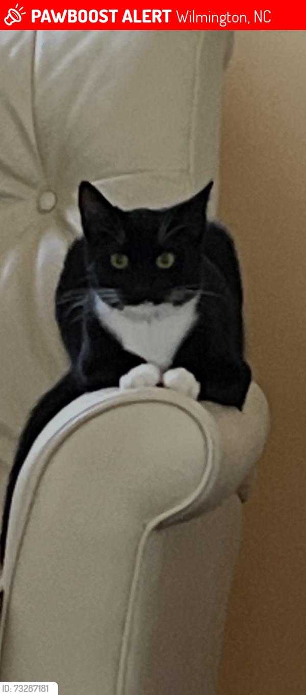 Lost Male Cat last seen Cardinal ln, Wilmington, NC 28403