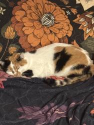 Reunited Female Cat last seen Royal Drive, Mt. Juliet, TN 37122