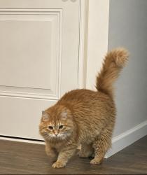 Lost Male Cat last seen Wolverine in Lake stone community, Woodruff, SC 29388