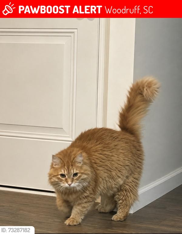 Lost Male Cat last seen Wolverine in Lake stone community, Woodruff, SC 29388