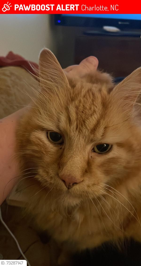 Lost Male Cat last seen Sidney Crest Avenue & Daniel Place, Charlotte, NC 28213