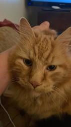 Lost Male Cat last seen Sidney Crest Avenue & Daniel Place, Charlotte, NC 28213
