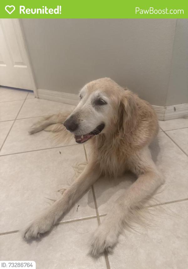 Reunited Female Dog last seen Sw 168th loop Ocala Fl 34473, Marion Oaks, FL 34473