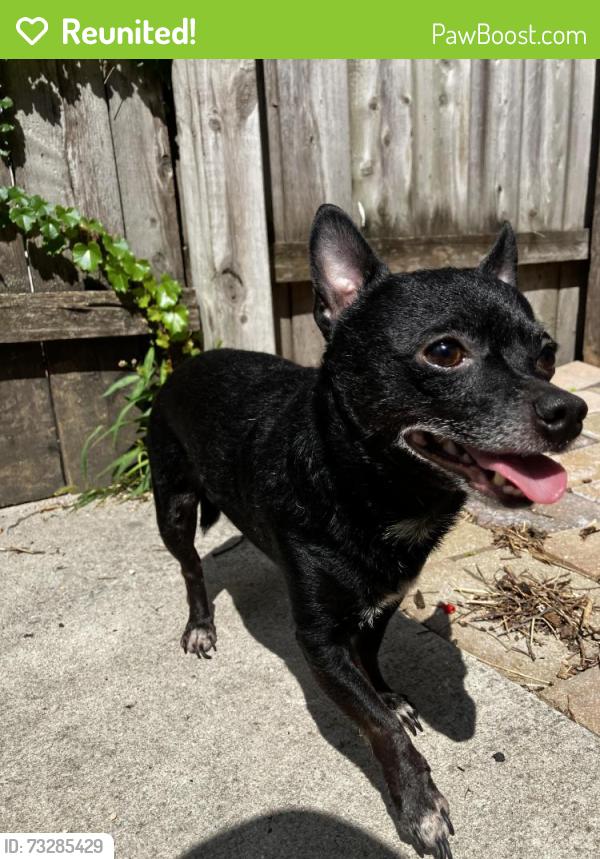 Reunited Male Dog last seen W Grand Ave and W Division St, Chicago, IL 60651
