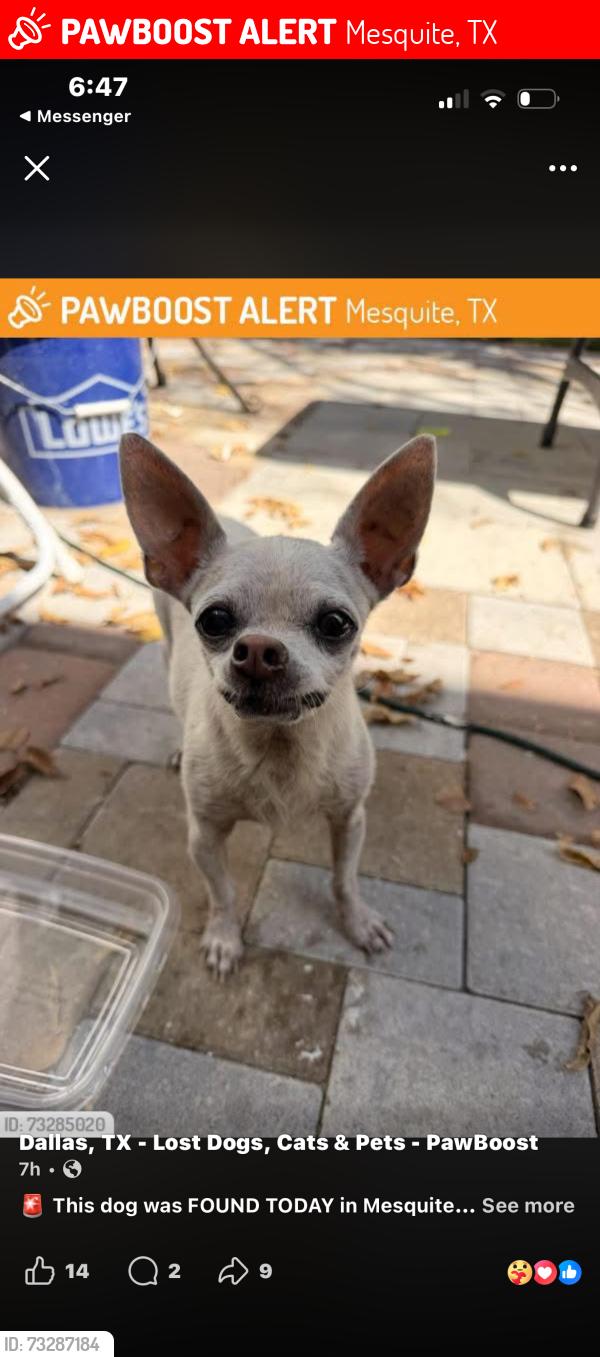 Lost Female Dog last seen Blueberry and meadowlark, Mesquite, TX 75149