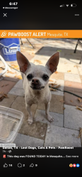 Lost Female Dog last seen Blueberry and meadowlark, Mesquite, TX 75149