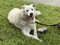Reunited Unknown Dog last seen Byram Drive and Highland Avenue, Clearwater, FL 33755