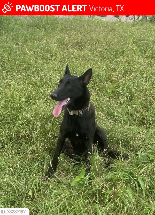 Lost Female Dog last seen Food bank of the Golden crescent and Dads Rv Park., Victoria, TX 77901