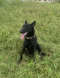 Lost Female Dog last seen Food bank of the Golden crescent and Dads Rv Park., Victoria, TX 77901