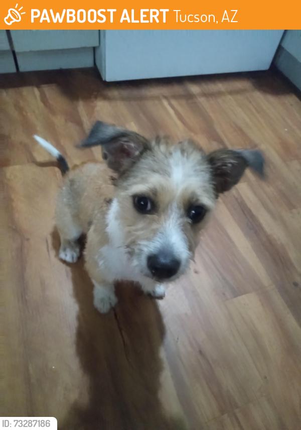 Found/Stray Female Dog last seen Glenn and Alvernon, Tucson, AZ 85712