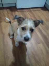 Found/Stray Female Dog last seen Glenn and Alvernon, Tucson, AZ 85712