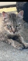 Found/Stray Unknown Cat last seen Bridges park, Statham, GA 30666