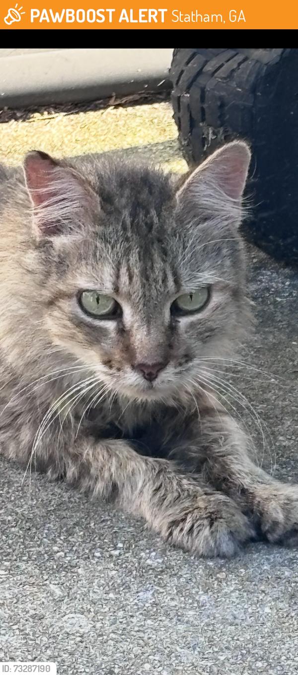 Found/Stray Unknown Cat last seen Bridges park, Statham, GA 30666