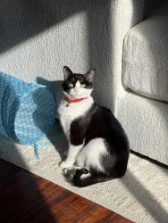 Lost Female Cat last seen Rustic Glen Dr and Quail Slope Dr, Temecula, CA 92591