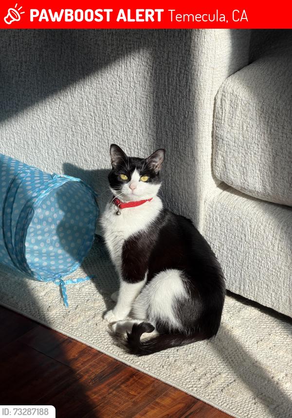 Lost Female Cat last seen Rustic Glen Dr and Quail Slope Dr, Temecula, CA 92591