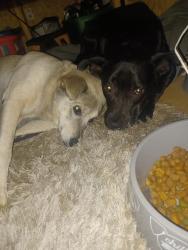 Lost Female Dog last seen Sanders st, Hope Mills, NC 28348