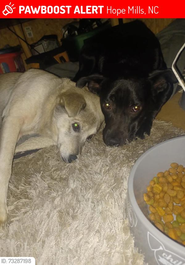 Lost Female Dog last seen Sanders st, Hope Mills, NC 28348
