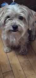Found/Stray Male Dog last seen Dale como, Saint Paul, MN 55103