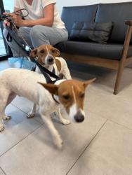 Found/Stray Male Dog last seen New Haven, Melbourne, FL 32904