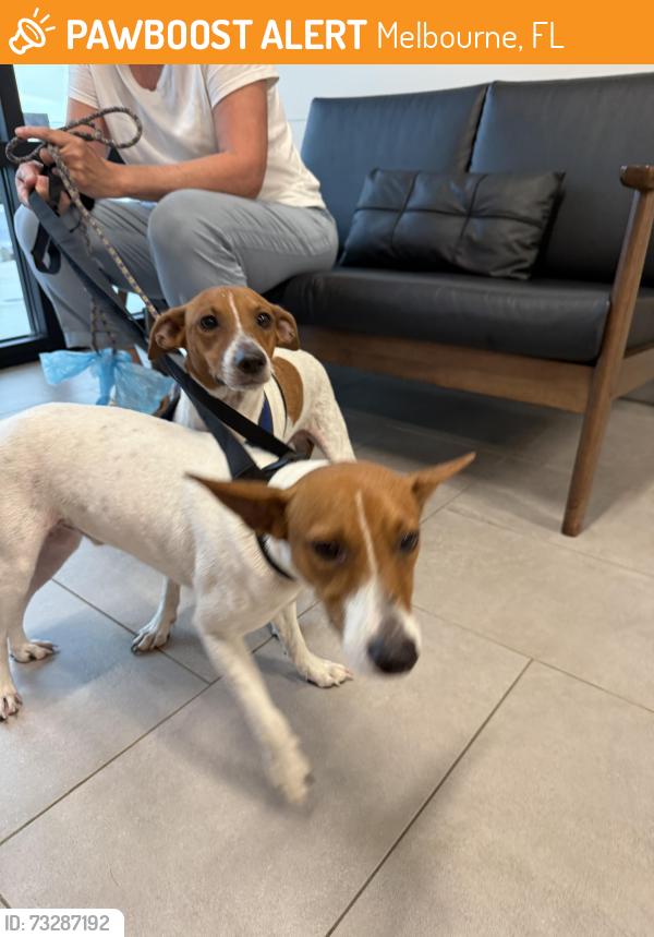 Found/Stray Male Dog last seen New Haven, Melbourne, FL 32904