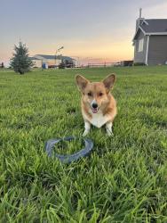 Reunited Male Dog last seen Country Road 150 and Country Road 201 Carpenter, WY, Carpenter, WY 82054