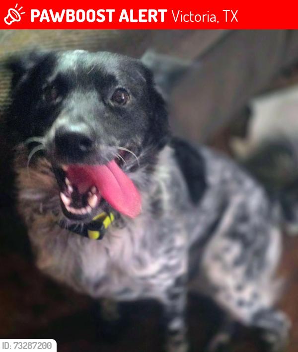 Lost Male Dog last seen Tanglewood Drive, Victoria, TX 77901