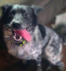 Lost Male Dog last seen Tanglewood Drive, Victoria, TX 77901