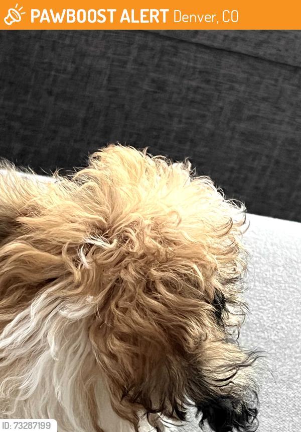 Found/Stray Female Dog last seen Pennsylvania Street & 12th Ave, Denver, CO 80203
