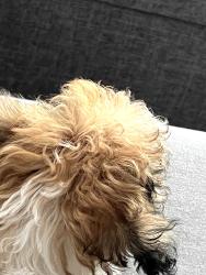 Found/Stray Female Dog last seen Pennsylvania Street & 12th Ave, Denver, CO 80203