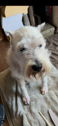 Reunited Male Dog last seen Liberty St and Roff, Oklahoma City, OK 73107