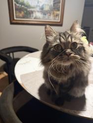 Lost Male Cat last seen Near st and 65th ave, Battle Ground, WA 98604