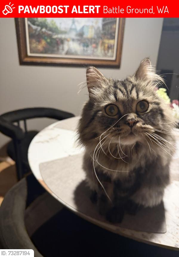 Lost Male Cat last seen Near st and 65th ave, Battle Ground, WA 98604
