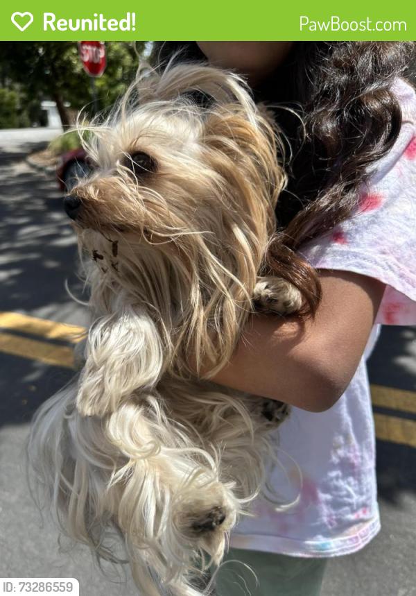 Reunited Female Dog last seen Springer and San Martin, Los Altos, CA 94022