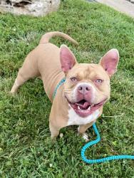 Shelter Stray Male Dog last seen GRAVOIS RD/SUMMIT DR,63026, 10521 Baur Blvd, Olivette, MO 63132, USA