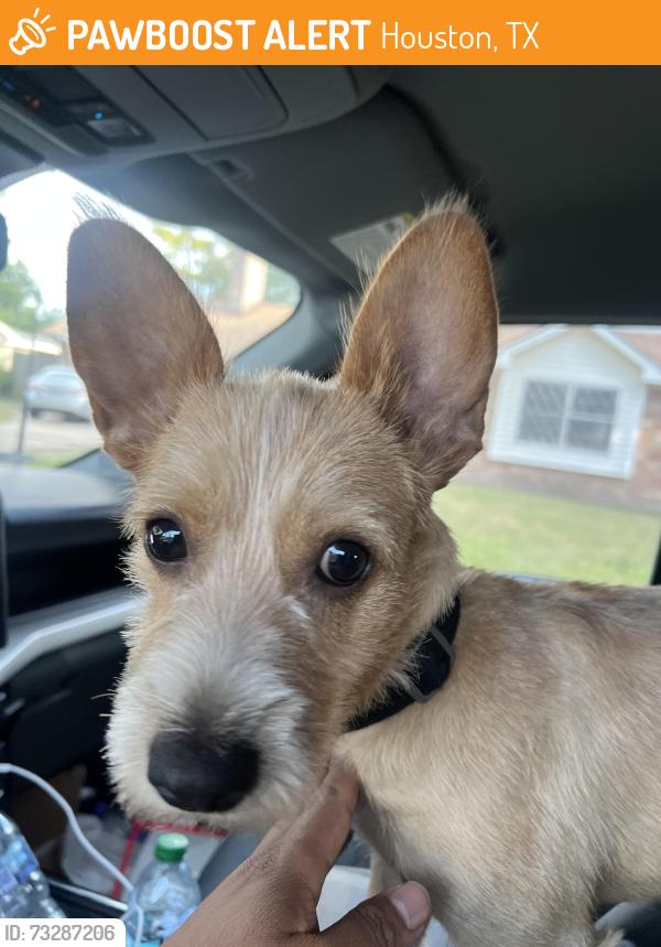 Found/Stray Male Dog last seen Antoine and Arncliffe, Houston, TX 77088