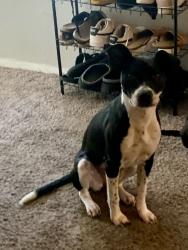 Found/Stray Female Dog last seen 51st & Union, Tulsa, OK 74107