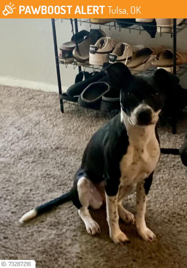 Found/Stray Female Dog last seen 51st & Union, Tulsa, OK 74107