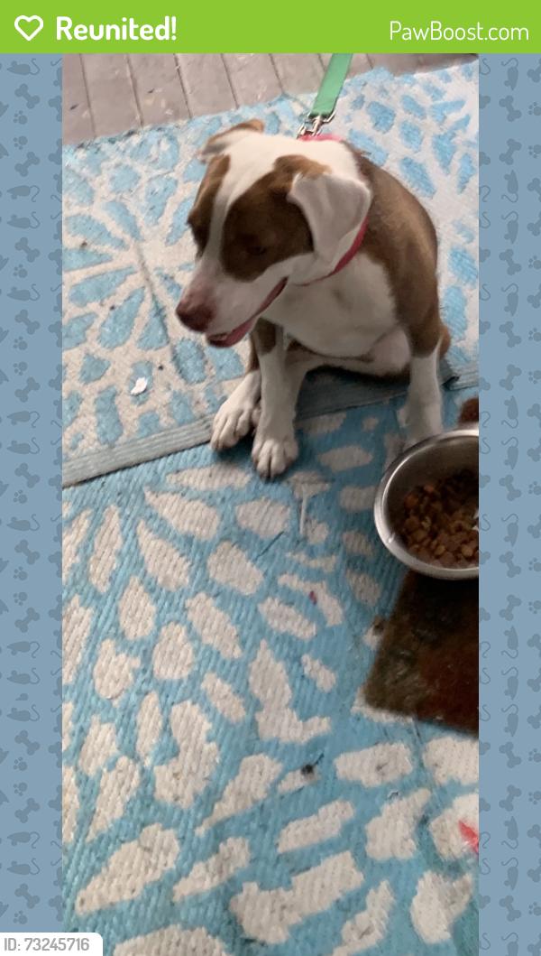 Reunited Female Dog last seen Inman, Akron, OH 44306