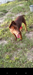 Reunited Male Dog last seen Piute lane and teton drive, New Port Richey, FL 34654