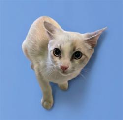 Shelter Stray Male Cat last seen , 1850 W 60th St, Los Angeles, CA 90047, USA