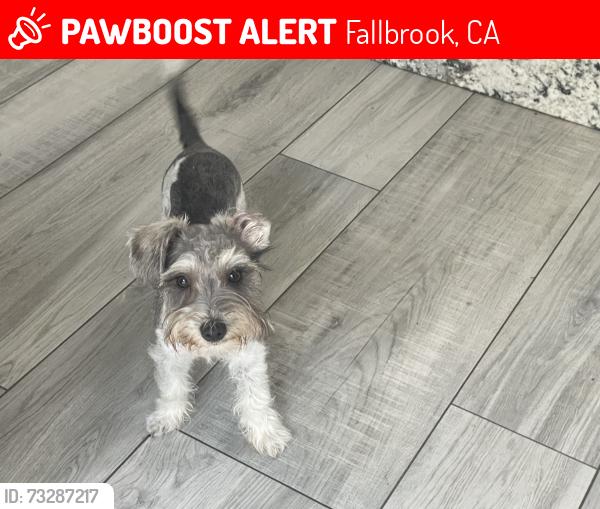 Lost Male Dog last seen Sunset Dr/S. Mission rd, Fallbrook, CA 92028