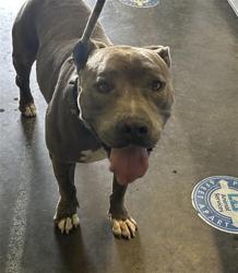 Shelter Stray Male Dog last seen , 1850 W 60th St, Los Angeles, CA 90047, USA