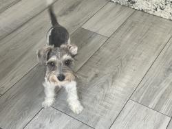Lost Male Dog last seen Sunset Dr/S. Mission rd, Fallbrook, CA 92028
