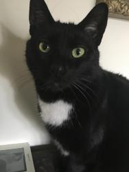 Lost Female Cat last seen Moore road and black horse hill road, Coatesville, PA 19320