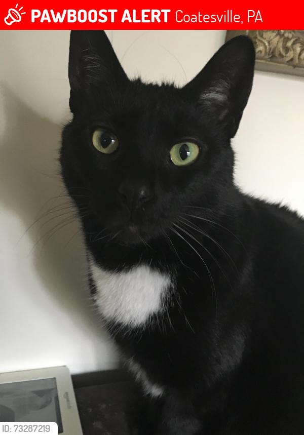 Lost Female Cat last seen Moore road and black horse hill road, Coatesville, PA 19320