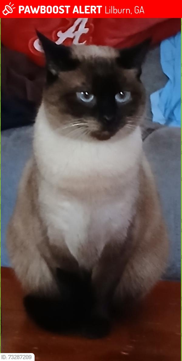 Lost Female Cat last seen Therrell Ln, Southwind Dr, Walnut Creek Dr, Rockbridge Rd, Lilburn, GA 30047
