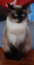 Lost Female Cat last seen Therrell Ln, Southwind Dr, Walnut Creek Dr, Rockbridge Rd, Lilburn, GA 30047