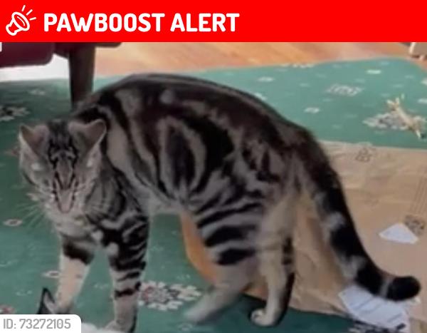 Lost Male Cat last seen North Road and Seymour Avenue, Greater Manchester, England 