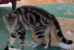 Lost Male Cat last seen North Road and Seymour Avenue, Greater Manchester, England 